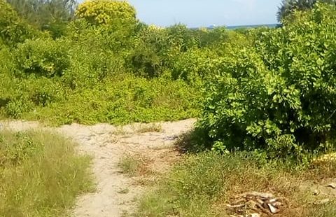 50 ACRES BEACH PLOT FOR SALE IN BOFA - KILIFI COUNTY - KENYAN COAST