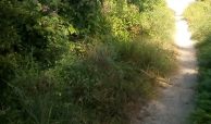 50 ACRES BEACH PLOT FOR SALE IN BOFA - KILIFI COUNTY