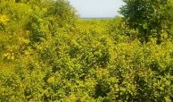 50 ACRES BEACH PLOT FOR SALE IN BOFA - KILIFI COUNTY