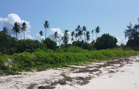 3.0 Ha. 0.9Ha. AND 0.9 Ha. DIANI BEACH MOMBASA-KENYA PLOTS FOR SALE