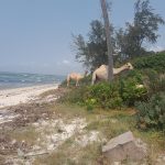 2.8 ACRES BEACH PLOT IN NYALI MOMBASA-KENYA FOR SALE