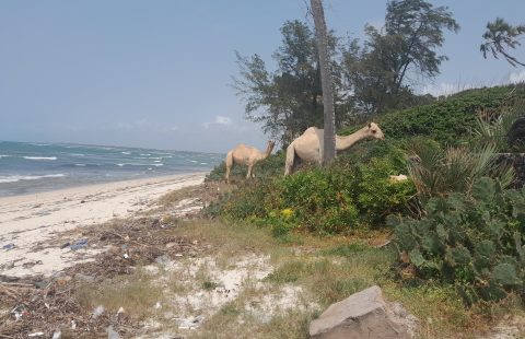 2.8 ACRES BEACH PLOT IN NYALI MOMBASA-KENYA FOR SALE