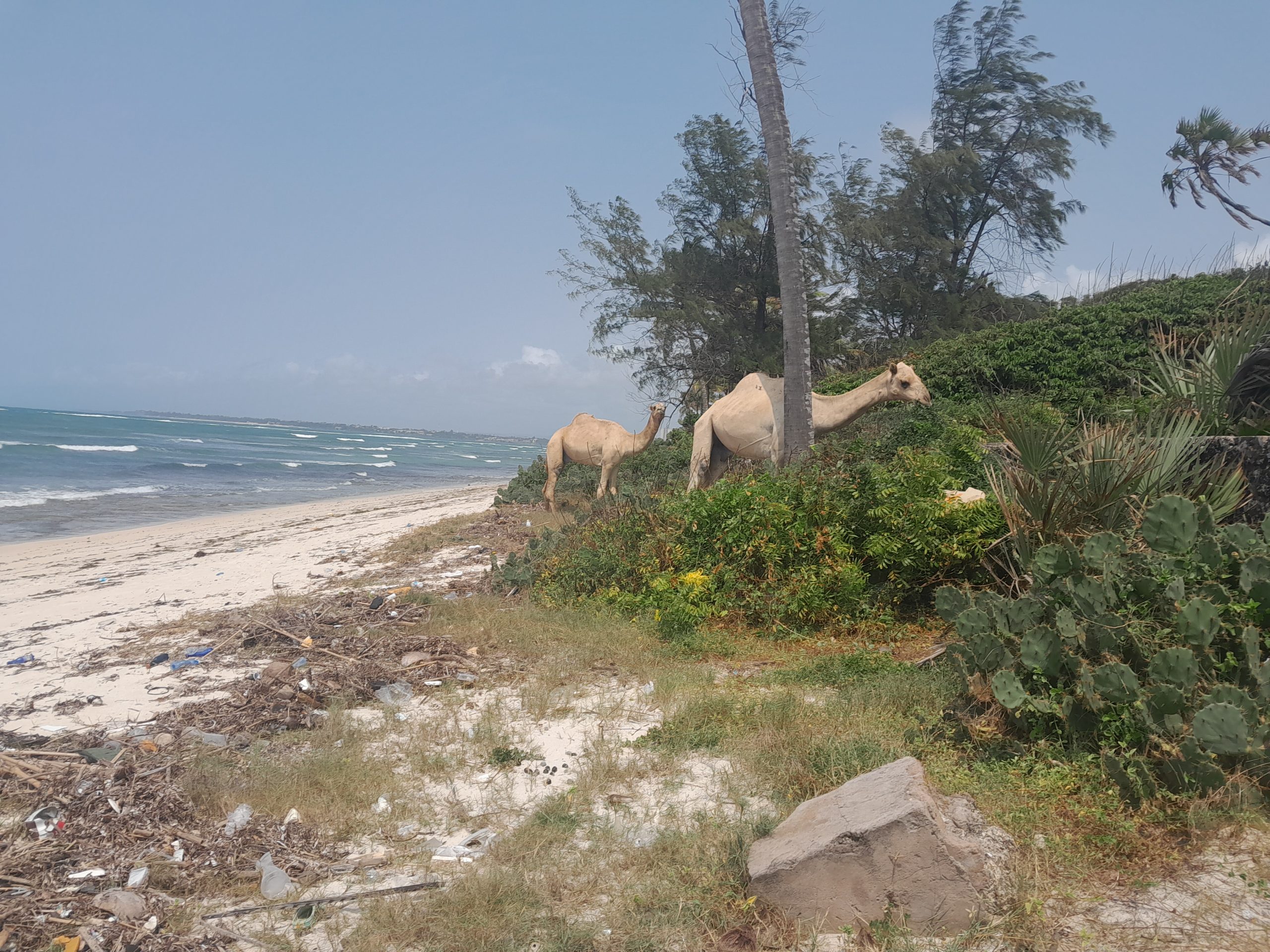 2.8 ACRES BEACH PLOT IN NYALI MOMBASA-KENYA FOR SALE